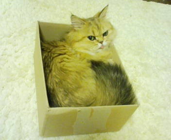 f:id:tokyomoon:20090612232501j:image