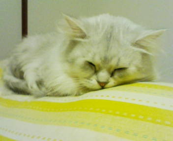 f:id:tokyomoon:20091209015752j:image