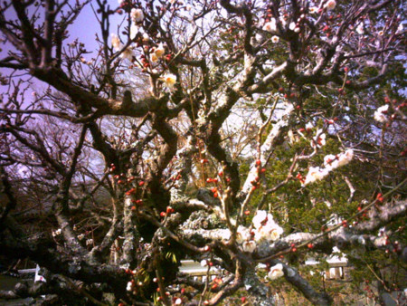 f:id:tokyomoon:20100202025302j:image f:id:tokyomoon:20100202025302j:image