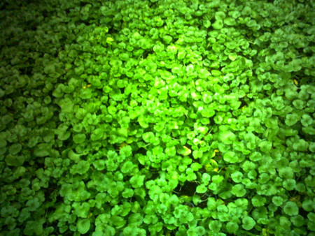 f:id:tokyomoon:20100202025554j:image f:id:tokyomoon:20100202025554j:image