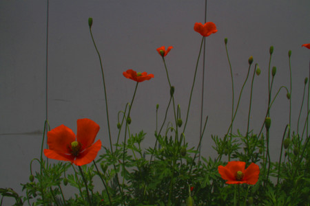 f:id:tokyomoon:20100511015757j:image