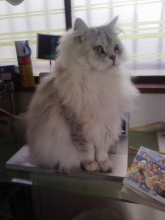 f:id:tokyomoon:20110329004859j:image f:id:tokyomoon:20110329004859j:image