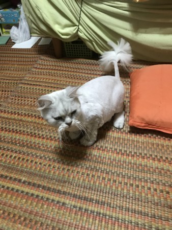 f:id:tokyomoon:20170820142104j:image f:id:tokyomoon:20170820142104j:image
