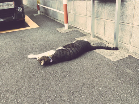 f:id:tokyomoon:20181009094522j:image f:id:tokyomoon:20181009094522j:image