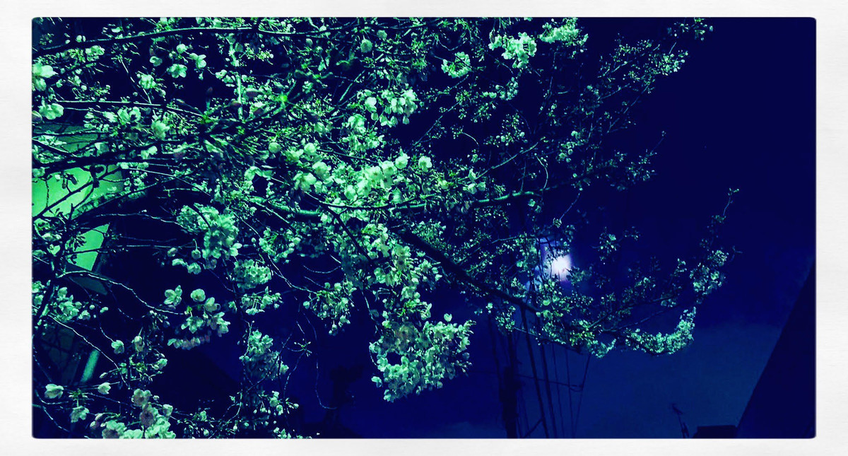 f:id:tokyomoon:20190328015205j:plain