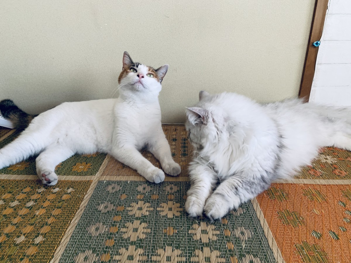 f:id:tokyomoon:20190811203114j:plain f:id:tokyomoon:20190811203114j:plain