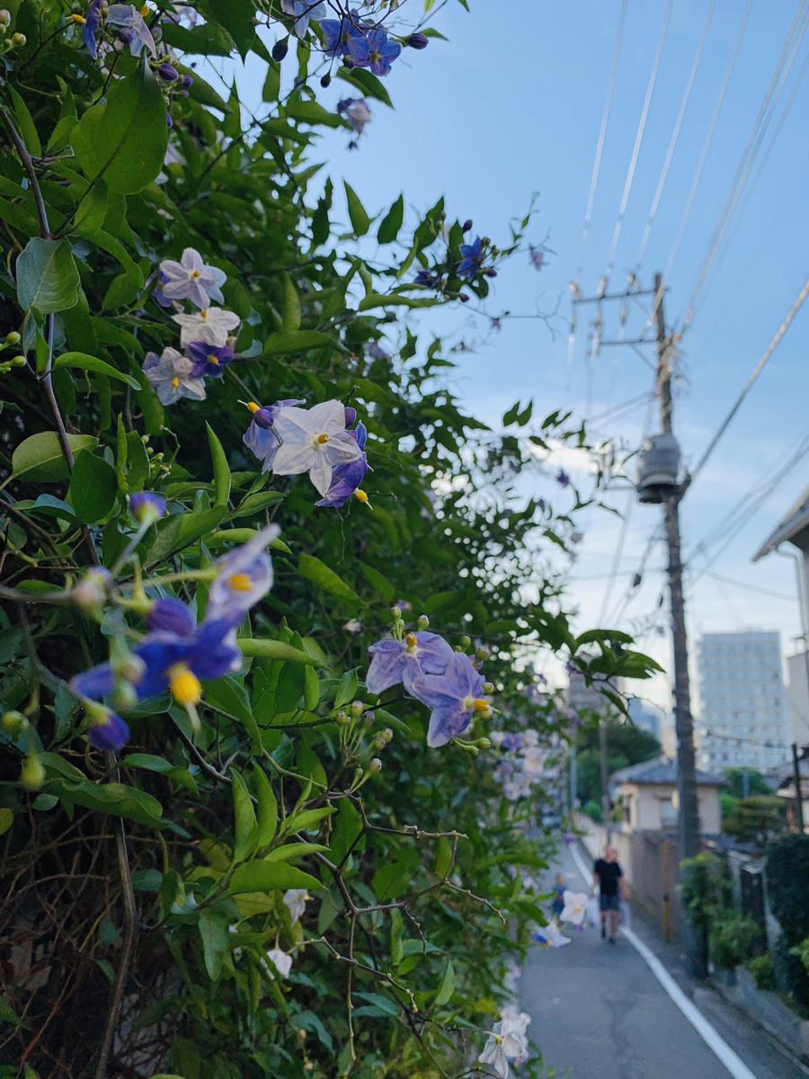 f:id:tokyomoon:20190905004807j:plain f:id:tokyomoon:20190905004807j:plain