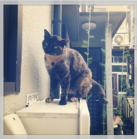 f:id:tokyomoon:20190926173524j:image