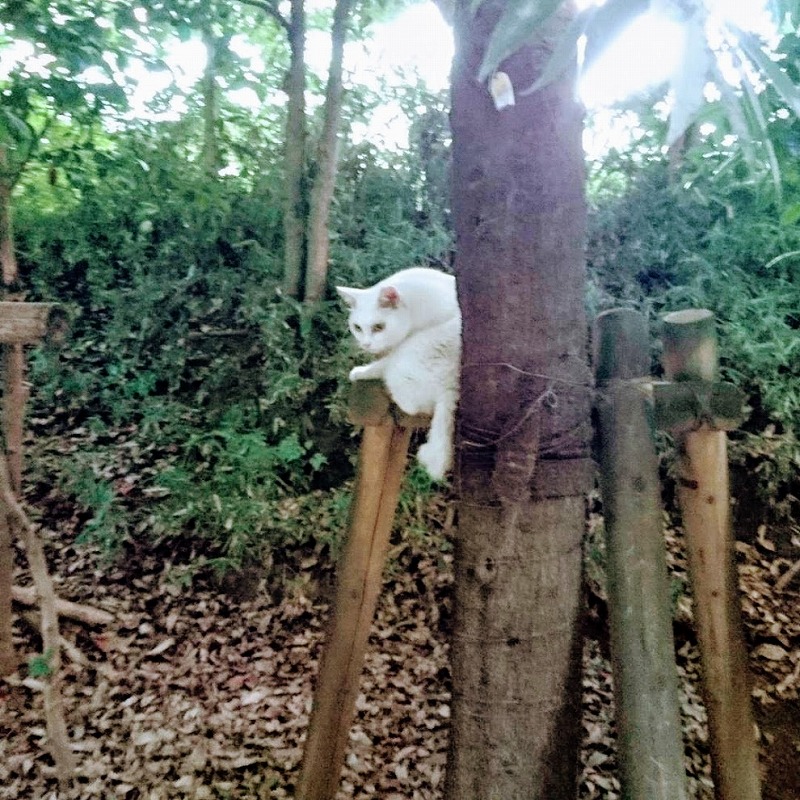 f:id:tokyonakayoshi:20170820164911j:plain