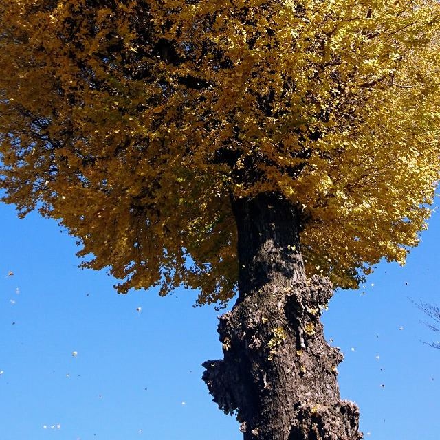 f:id:tokyonakayoshi:20171208234945j:plain