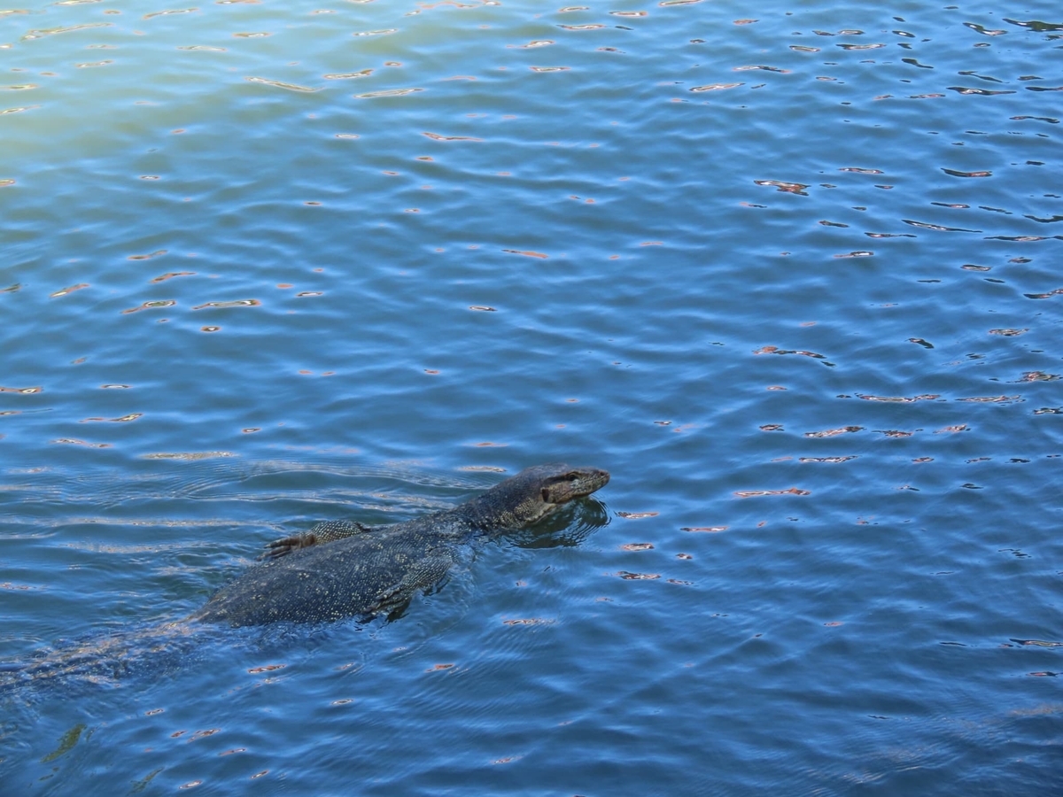マラッカ　運河