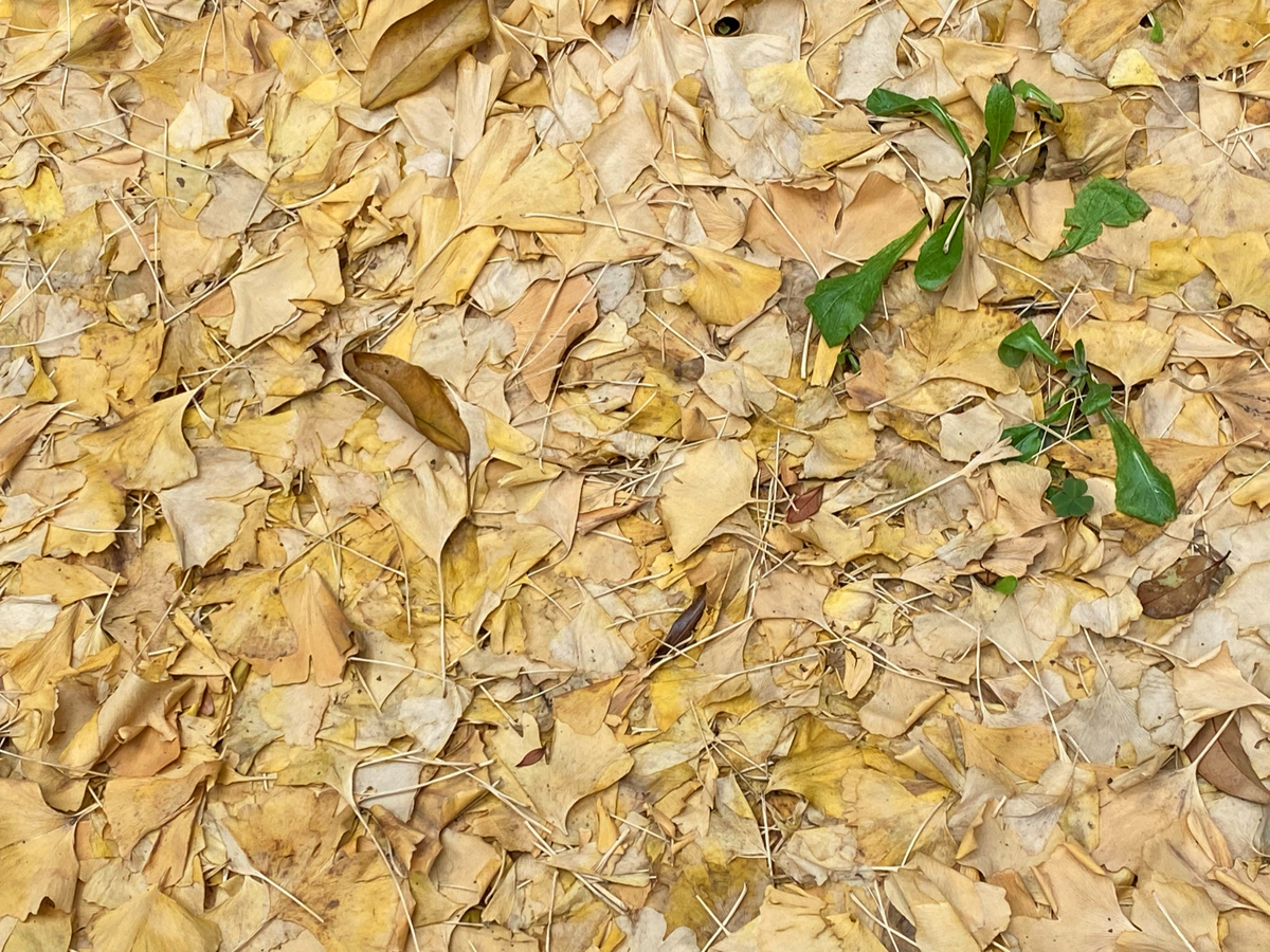 f:id:tokyowashi:20210217155037p:plain