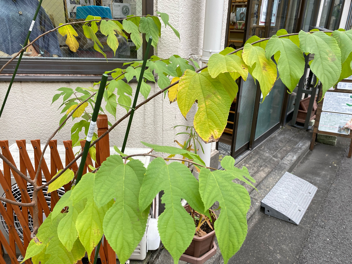 f:id:tokyowashi:20211025144257p:plain
