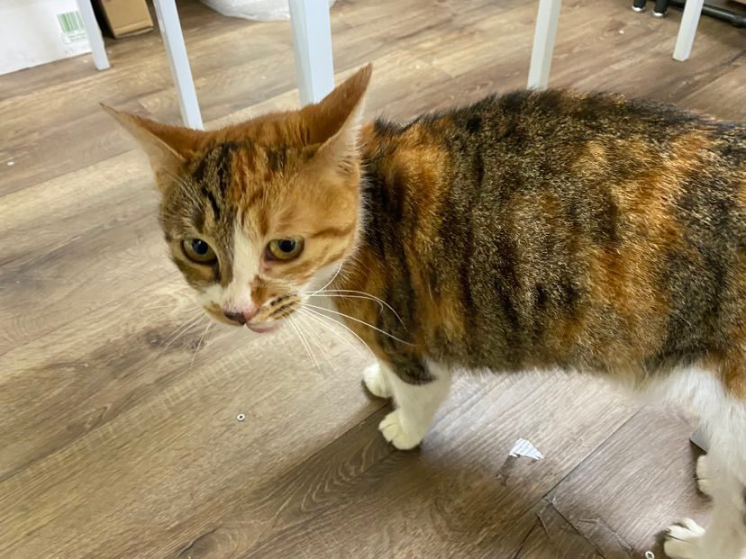 突然ですが、ショップにて三毛猫を保護しました！ - tokyowashiのブログ