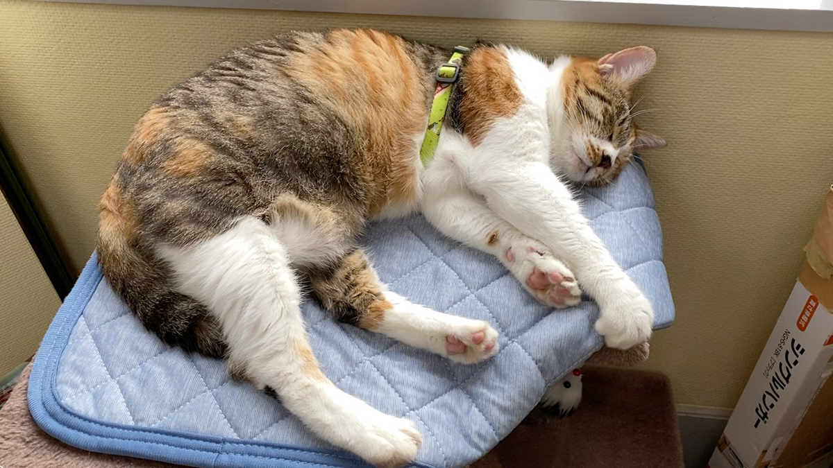 あれから約4か月、保護した三毛猫は激動の猫人生を送っていまし