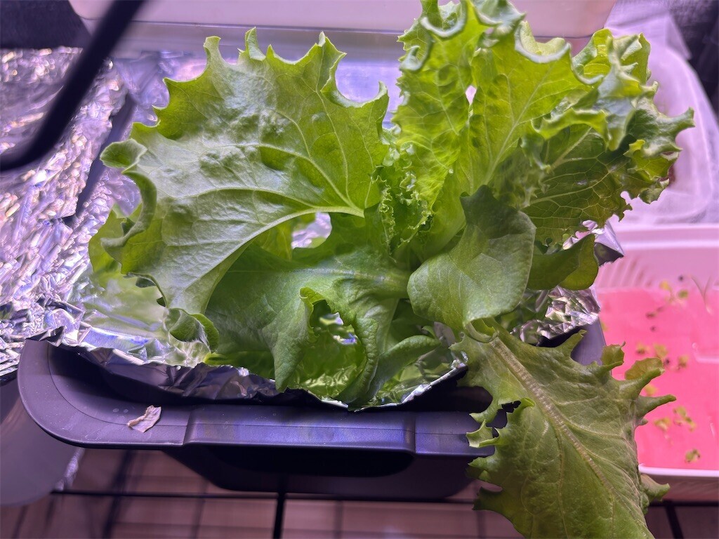 f:id:toller:20250928211531j:image