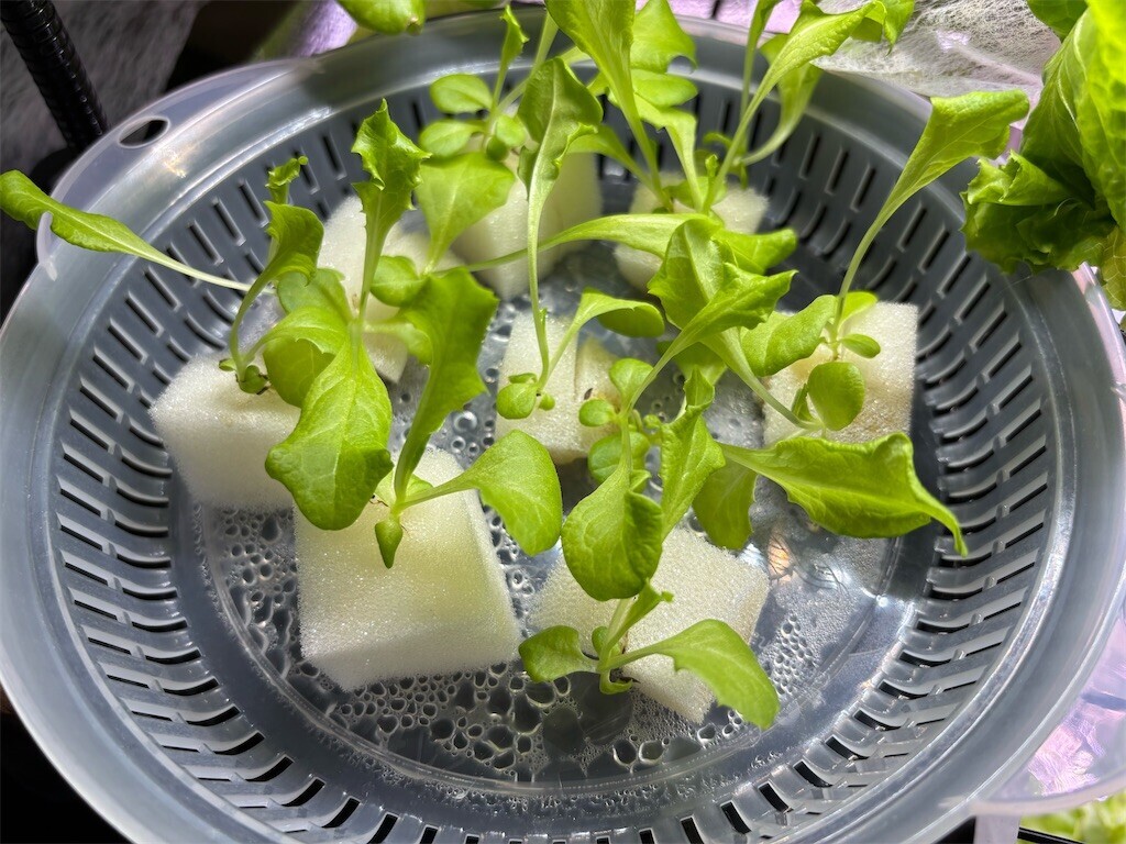 f:id:toller:20250928211638j:image