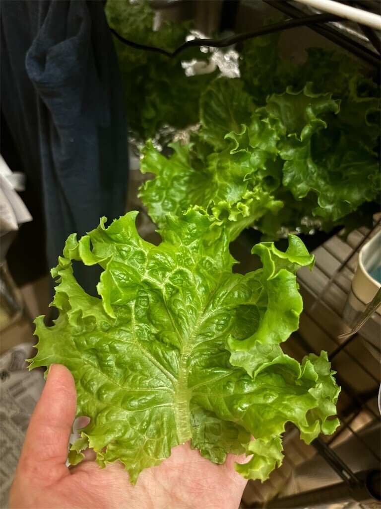 f:id:toller:20251007090228j:image