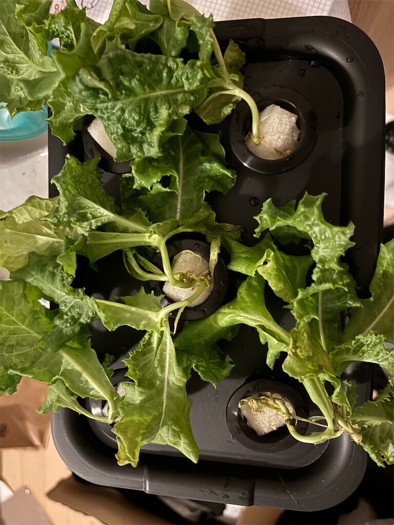 f:id:toller:20251016094923j:image