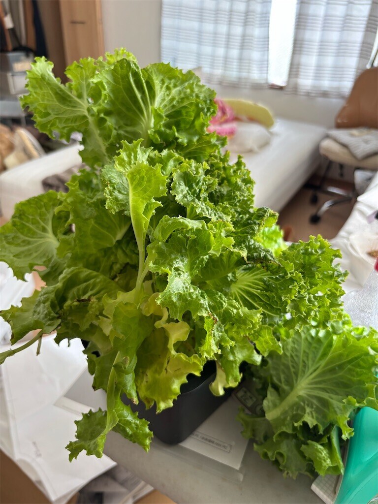 f:id:toller:20251026101153j:image