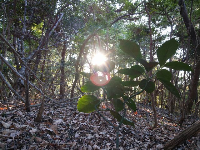 f:id:tom-brs:20190102182957j:plain f:id:tom-brs:20190102182957j:plain