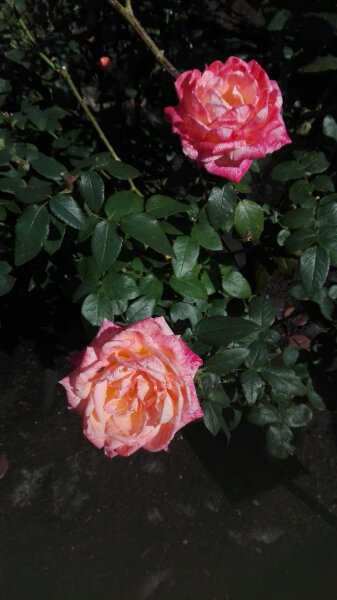 f:id:tom-oey:20191105092455j:plain f:id:tom-oey:20191105092455j:plain