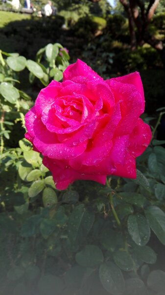 f:id:tom-oey:20191105092520j:plain f:id:tom-oey:20191105092520j:plain
