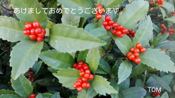 f:id:tom-oey:20200106184417j:plain f:id:tom-oey:20200106184417j:plain