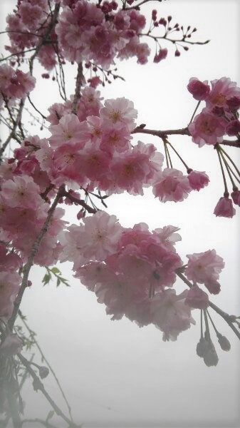 f:id:tom-oey:20200331104131j:plain