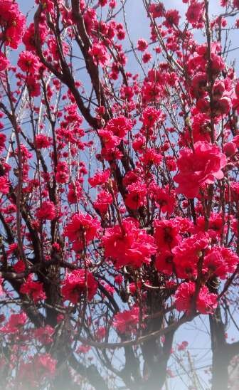 f:id:tom-oey:20200331104215j:plain