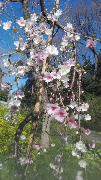 f:id:tom-oey:20200331104249j:plain