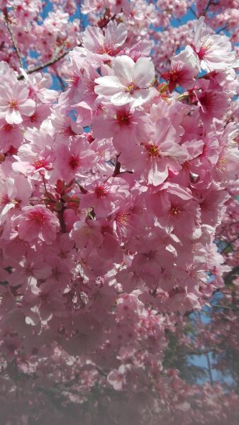 f:id:tom-oey:20200331104322j:plain