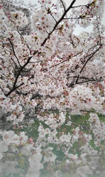f:id:tom-oey:20200331104619j:plain