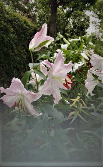f:id:tom-oey:20200722231334j:plain f:id:tom-oey:20200722231334j:plain