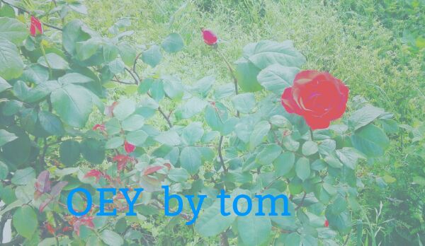 f:id:tom-oey:20200908171709j:plain f:id:tom-oey:20200908171709j:plain