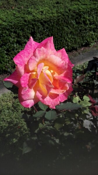 f:id:tom-oey:20201023101833j:plain