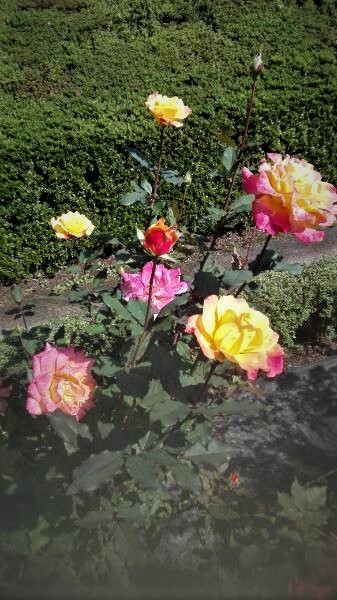 f:id:tom-oey:20201023101843j:plain
