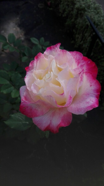 f:id:tom-oey:20201023102002j:plain
