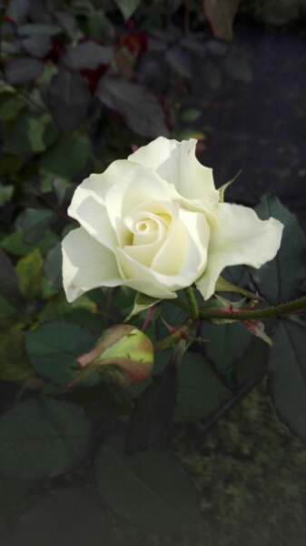 f:id:tom-oey:20201023102139j:plain