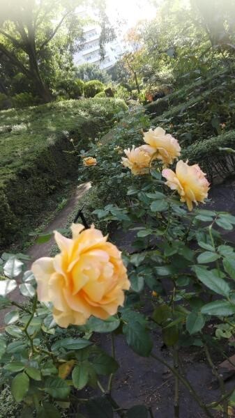 f:id:tom-oey:20201023102436j:plain