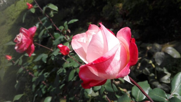 f:id:tom-oey:20201023102557j:plain