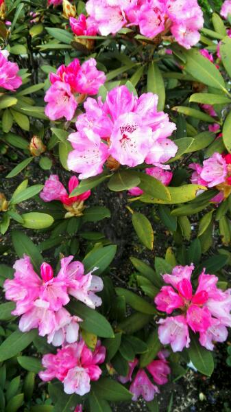 f:id:tom-oey:20201117100636j:plain