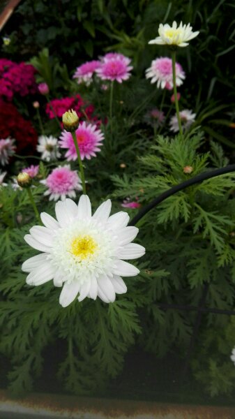 f:id:tom-oey:20201117100649j:plain