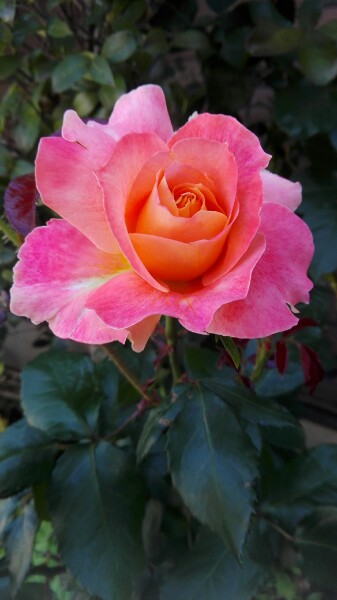 f:id:tom-oey:20201117100931j:plain