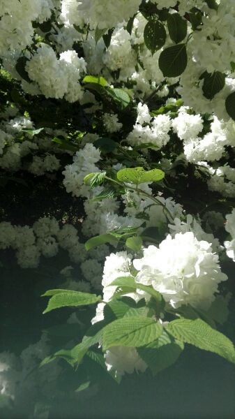f:id:tom-oey:20201117110758j:plain