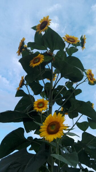 f:id:tom-oey:20201120185513j:plain