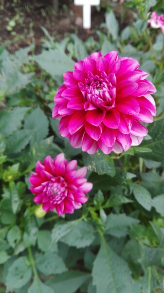 f:id:tom-oey:20201120185724j:plain