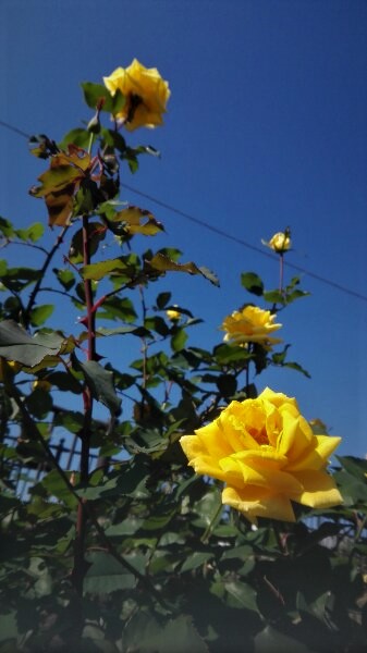 f:id:tom-oey:20201120190357j:plain