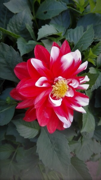 f:id:tom-oey:20201120190413j:plain