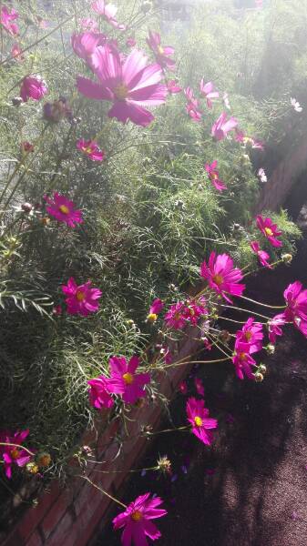 f:id:tom-oey:20201120190435j:plain